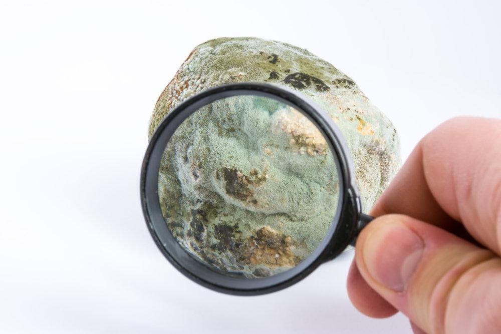 mould under magnifying glass