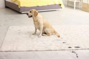 dirt on livingroom carpet from pet's paws