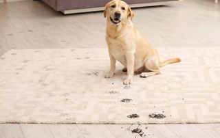 A golden retriever puppy on a carpet with a trail of muddy paw prints.
